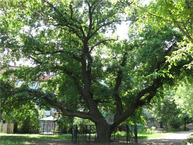 250-летняя жизнь таганрогского дуба Кирилла